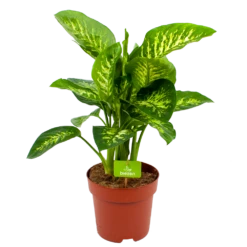 Dieffenbachia Seguine 'Reeva' - P24 H90 - Kamerplant
