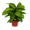 Dieffenbachia Seguine Tropic Jewel - P35 H130 - Kamerplant 2 Dieffenbachia Seguine Tropic Jewel - P35 H130 - Kamerplant -uinbenodigdheden Verkoop 2024 dieffenbachia seguine tropic jewel p35 h130 1