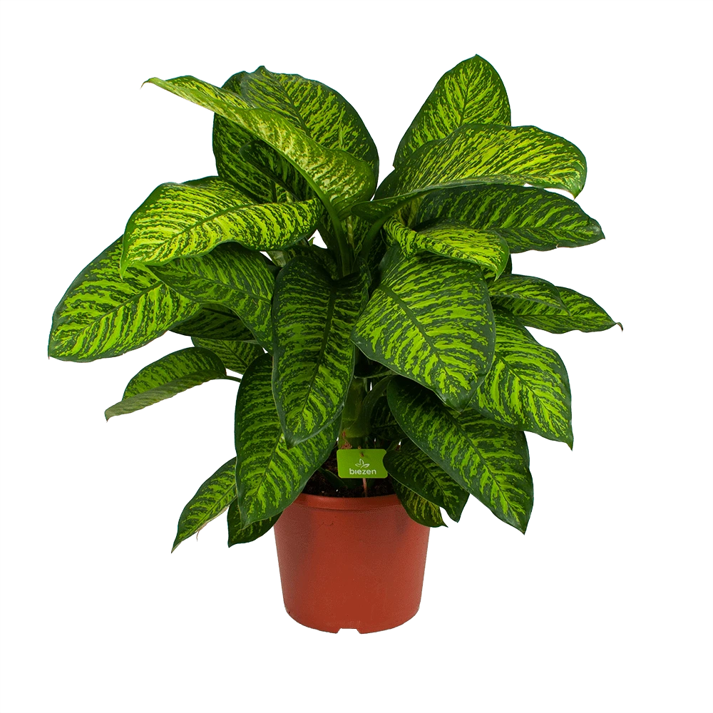 Dieffenbachia Seguine Tropic Jewel - P35 H130 - Kamerplant 3 Dieffenbachia Seguine Tropic Jewel - P35 H130 - Kamerplant