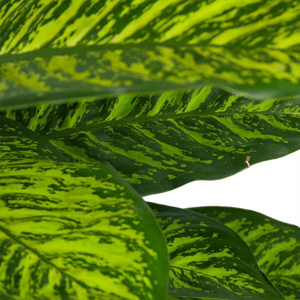 Dieffenbachia Seguine Tropic Jewel - P35 H130 - Kamerplant 4 Dieffenbachia Seguine Tropic Jewel - P35 H130 - Kamerplant - Image 2