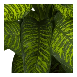 Dieffenbachia Seguine Tropic Jewel - P35 H130 - Kamerplant 8 Dieffenbachia Seguine Tropic Jewel - P35 H130 - Kamerplant -uinbenodigdheden Verkoop 2024 dieffenbachia seguine tropic jewel p35 h130 4