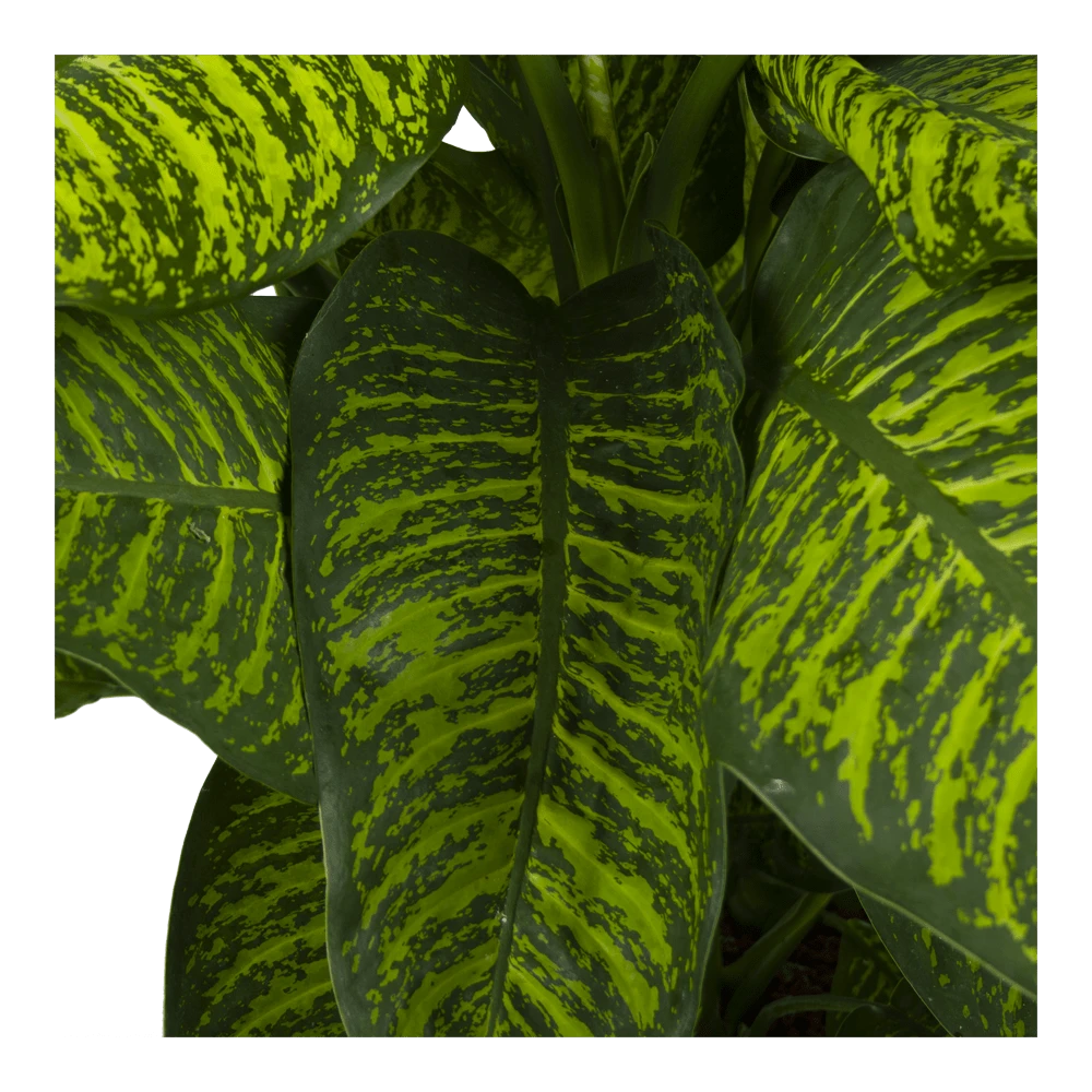 Dieffenbachia Seguine Tropic Jewel - P35 H130 - Kamerplant 5 Dieffenbachia Seguine Tropic Jewel - P35 H130 - Kamerplant - Image 3