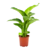 Dieffenbachia Seguine Tropic Snow - P19 H70 - Kamerplant 2 Dieffenbachia Seguine Tropic Snow - P19 H70 - Kamerplant -uinbenodigdheden Verkoop 2024 dieffenbachia seguine tropic snow p19 h70 4