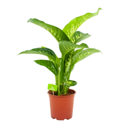 Dieffenbachia Seguine Tropic Snow - P19 H70 - Kamerplant