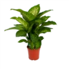 Dieffenbachia Seguine Tropic Snow - P24 H90 - Kamerplant -uinbenodigdheden Verkoop 2024 dieffenbachia seguine tropic snow p24 h90 2 1