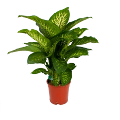 Dieffenbachia Seguine Tropic Snow - P24 H90 - Kamerplant