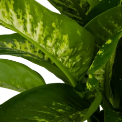 Dieffenbachia Seguine Tropic Snow - P24 H90 - Kamerplant -uinbenodigdheden Verkoop 2024 dieffenbachia seguine tropic snow p24 h90 2 4