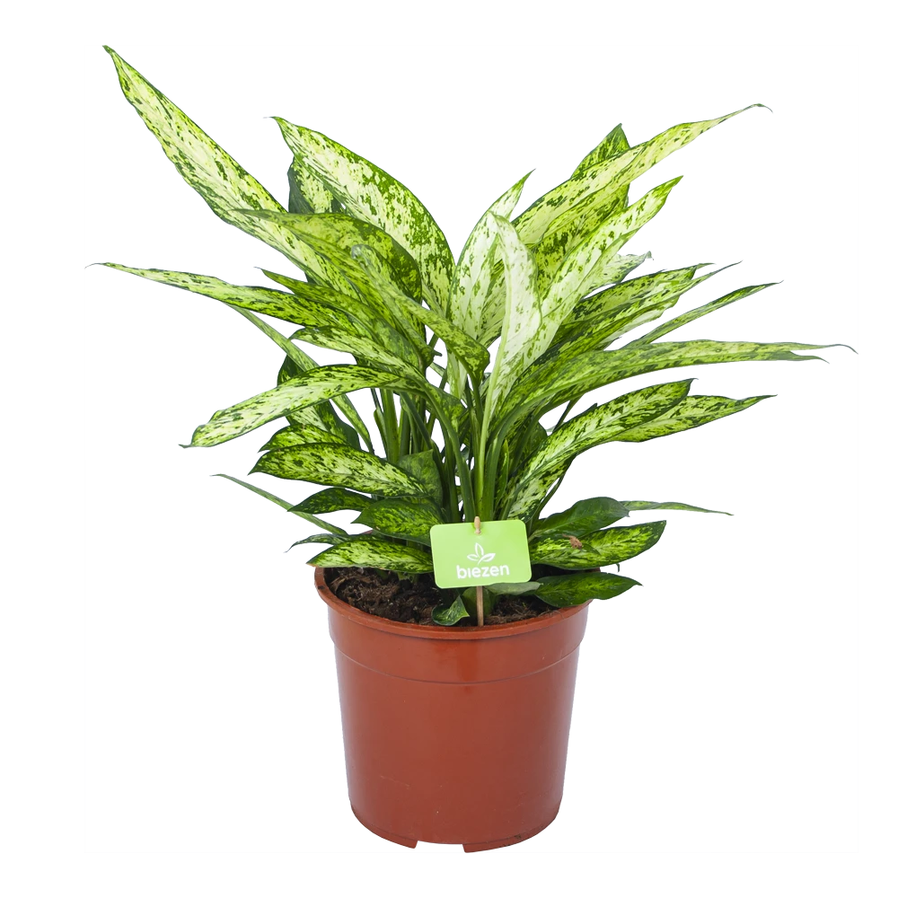 Dieffenbachia Vesuvius - P27 H70 - Kamerplant 3 Dieffenbachia Vesuvius - P27 H70 - Kamerplant