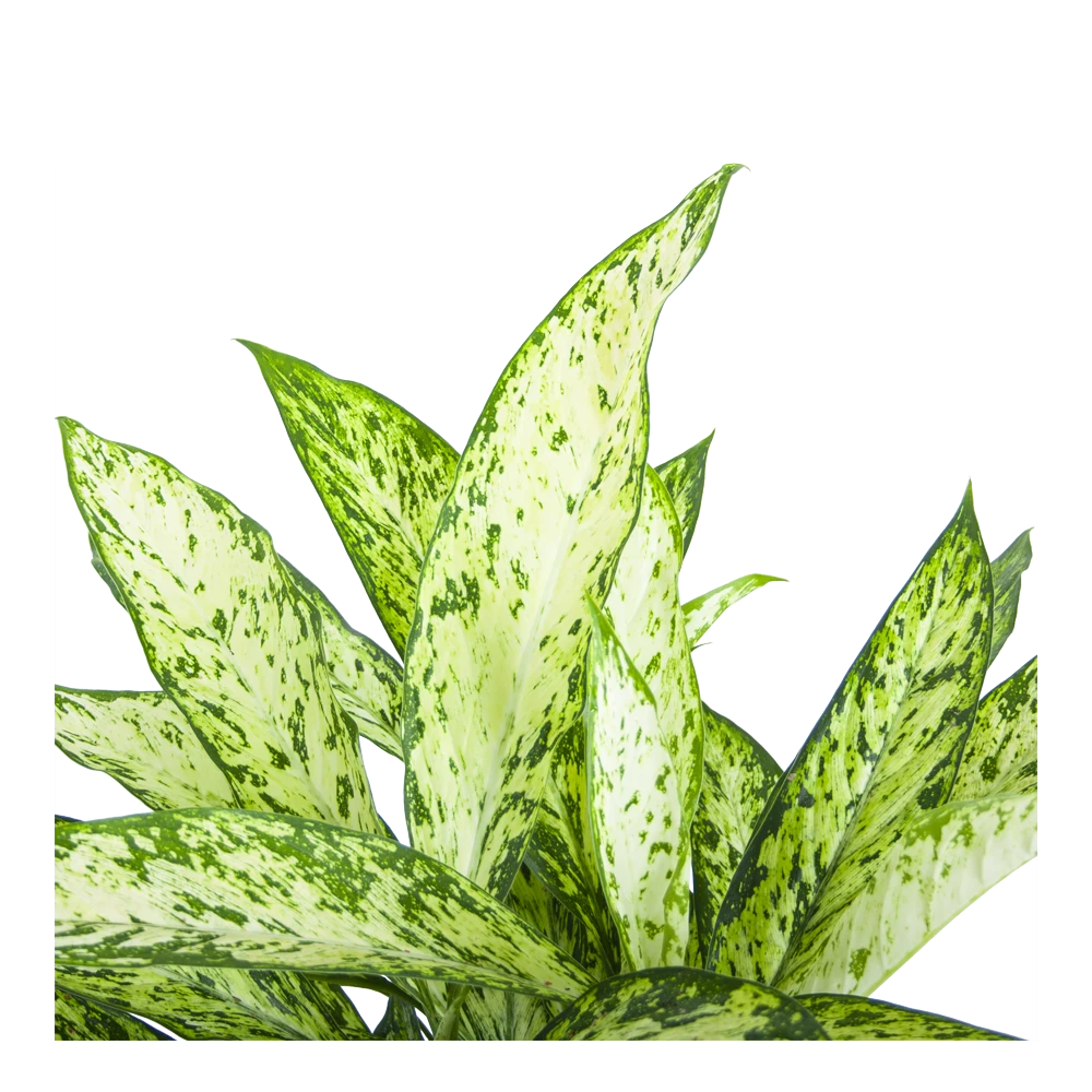 Dieffenbachia Vesuvius - P27 H70 - Kamerplant 5 Dieffenbachia Vesuvius - P27 H70 - Kamerplant - Image 3