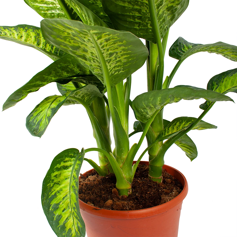 Dieffenbacia Seguine Lemon Tropic - P35 H120 - Kamerplant 4 Dieffenbacia Seguine Lemon Tropic - P35 H120 - Kamerplant - Image 2