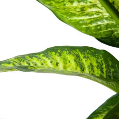 Dieffenbacia Seguine Lemon Tropic - P35 H120 - Kamerplant 8 Dieffenbacia Seguine Lemon Tropic - P35 H120 - Kamerplant -uinbenodigdheden Verkoop 2024 dieffenbacia seguine lemon tropic p35 h120 6