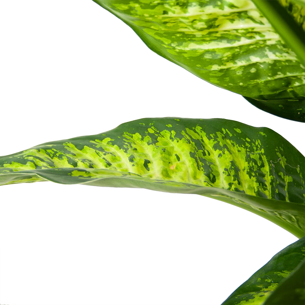 Dieffenbacia Seguine Lemon Tropic - P35 H120 - Kamerplant 5 Dieffenbacia Seguine Lemon Tropic - P35 H120 - Kamerplant - Image 3