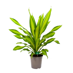 Dracaena Charley - Drakenbloedboom - P24 H95 - Kamerplant -uinbenodigdheden Verkoop 2024 dracaena charley drakenbloedboom p24 h95 4