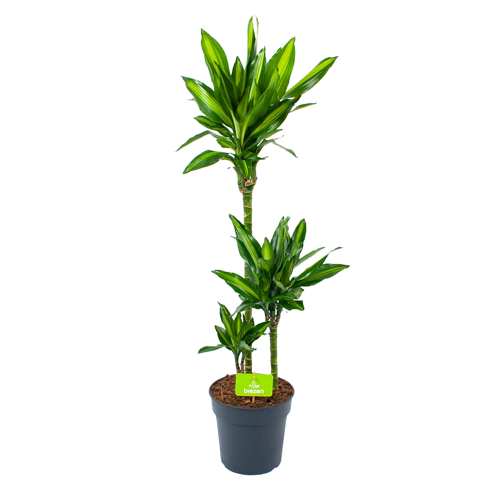 Dracaena Cintho - Op Stam - Drakenbloedboom - P21 H100 - Kamerplant 3 Dracaena Cintho - Op Stam - Drakenbloedboom - P21 H100 - Kamerplant