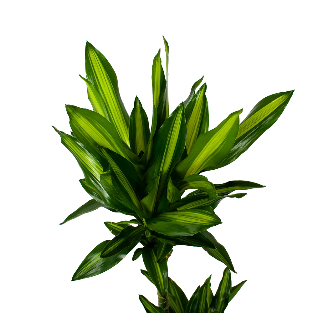 Dracaena Cintho - Op Stam - Drakenbloedboom - P21 H100 - Kamerplant 4 Dracaena Cintho - Op Stam - Drakenbloedboom - P21 H100 - Kamerplant - Image 2