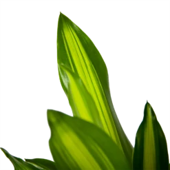 Dracaena Cintho - Op Stam - Drakenbloedboom - P21 H100 - Kamerplant 8 Dracaena Cintho - Op Stam - Drakenbloedboom - P21 H100 - Kamerplant -uinbenodigdheden Verkoop 2024 dracaena cintho op stam drakenbloedboom p21 h100 6 1