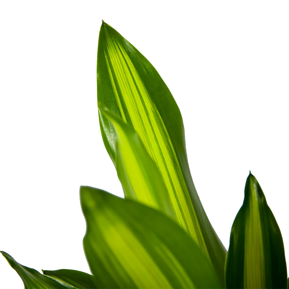 Dracaena Cintho - Op Stam - Drakenbloedboom - P21 H100 - Kamerplant 5 Dracaena Cintho - Op Stam - Drakenbloedboom - P21 H100 - Kamerplant - Image 3