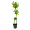 Dracaena Cintho - Op Stam - Drakenbloedboom - P24 H150 - Kamerplant 2 Dracaena Cintho - Op Stam - Drakenbloedboom - P24 H150 - Kamerplant -uinbenodigdheden Verkoop 2024 dracaena cintho op stam drakenbloedboom p24 h150 1 1