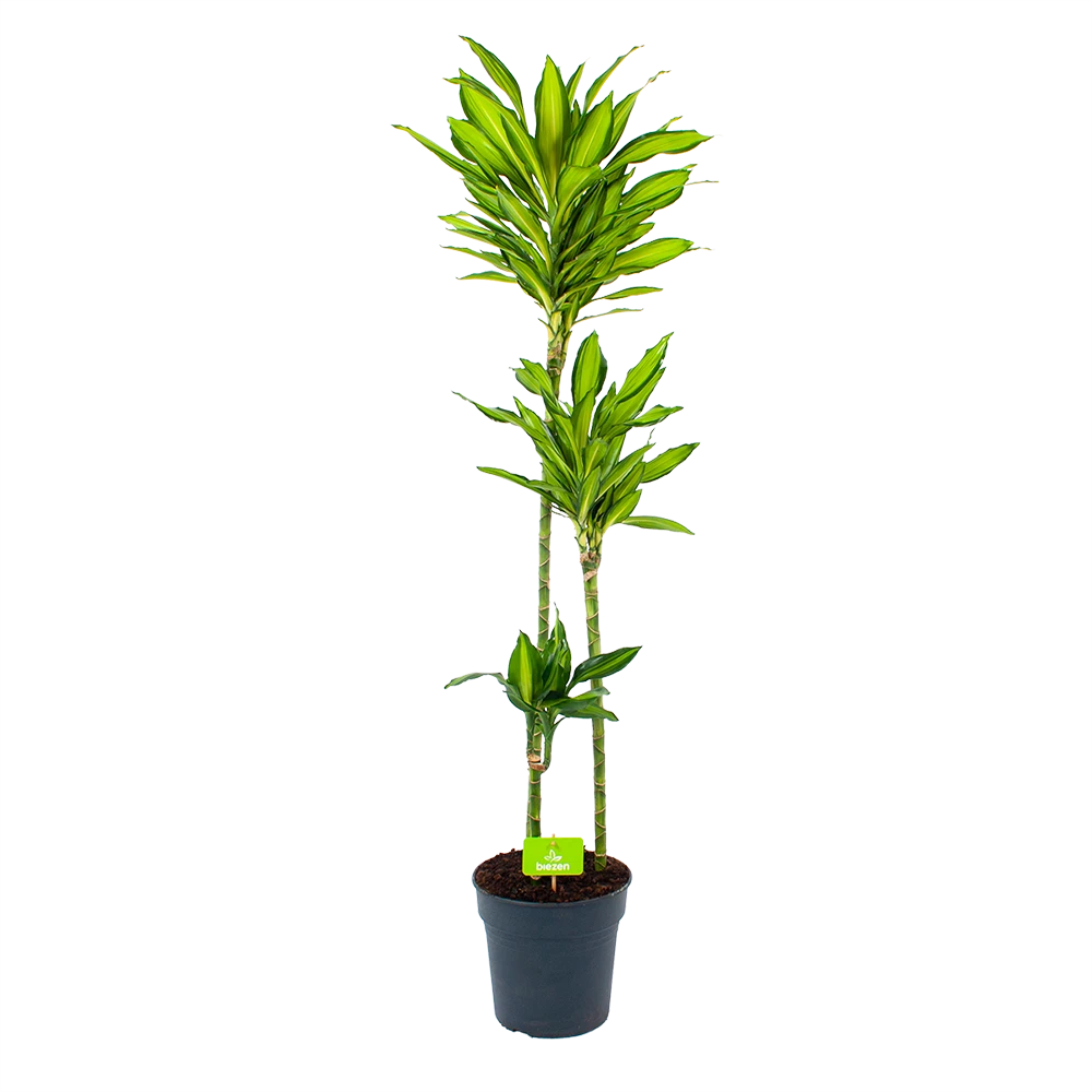 Dracaena Cintho - Op Stam - Drakenbloedboom - P24 H150 - Kamerplant 3 Dracaena Cintho - Op Stam - Drakenbloedboom - P24 H150 - Kamerplant