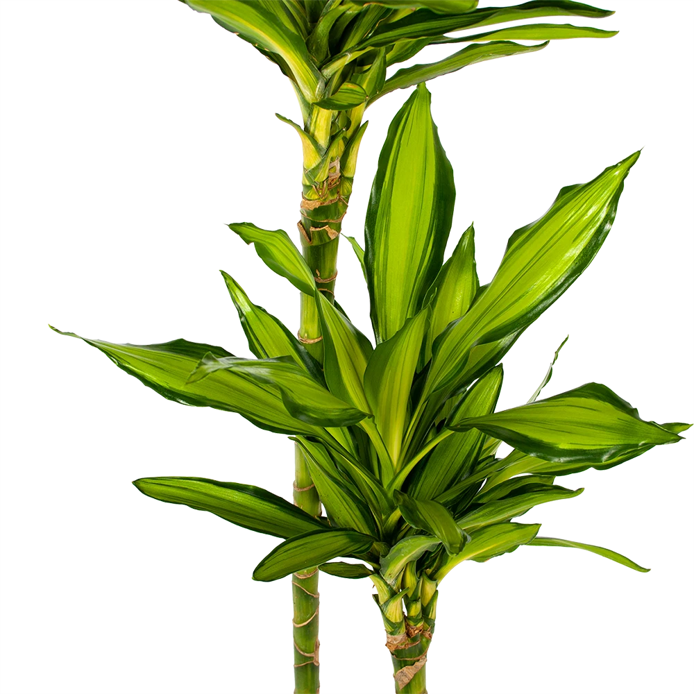 Dracaena Cintho - Op Stam - Drakenbloedboom - P24 H150 - Kamerplant 4 Dracaena Cintho - Op Stam - Drakenbloedboom - P24 H150 - Kamerplant - Image 2