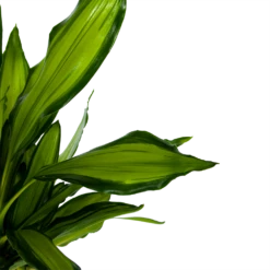 Dracaena Cintho - Op Stam - Drakenbloedboom - P24 H150 - Kamerplant 8 Dracaena Cintho - Op Stam - Drakenbloedboom - P24 H150 - Kamerplant -uinbenodigdheden Verkoop 2024 dracaena cintho op stam drakenbloedboom p24 h150 6 1