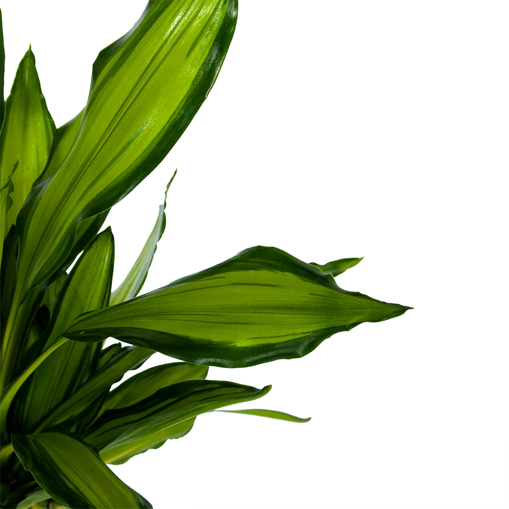 Dracaena Cintho - Op Stam - Drakenbloedboom - P24 H150 - Kamerplant 5 Dracaena Cintho - Op Stam - Drakenbloedboom - P24 H150 - Kamerplant - Image 3