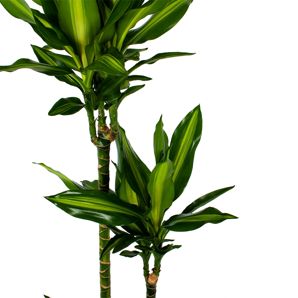 Dracaena Cintho - Op Stam - Drakenbloedboom - P27 H150 - Kamerplant 4 Dracaena Cintho - Op Stam - Drakenbloedboom - P27 H150 - Kamerplant - Image 2