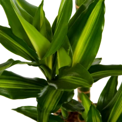 Dracaena Cintho - Op Stam - Drakenbloedboom - P27 H150 - Kamerplant 8 Dracaena Cintho - Op Stam - Drakenbloedboom - P27 H150 - Kamerplant -uinbenodigdheden Verkoop 2024 dracaena cintho op stam drakenbloedboom p27 h150 6 1
