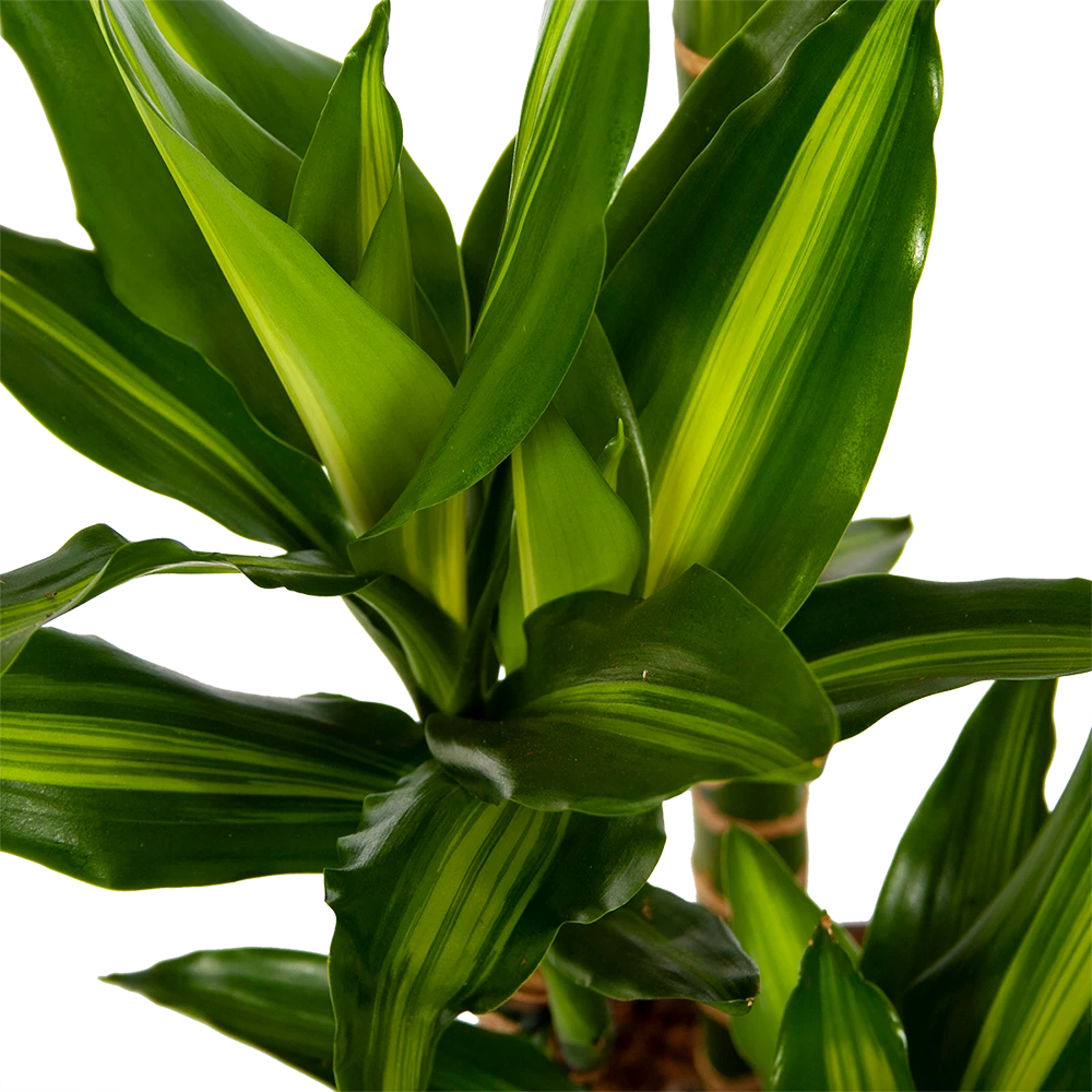 Dracaena Cintho - Op Stam - Drakenbloedboom - P27 H150 - Kamerplant 5 Dracaena Cintho - Op Stam - Drakenbloedboom - P27 H150 - Kamerplant - Image 3