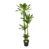 Dracaena Cintho - Op Stam - Drakenbloedboom - P27 H190 - Kamerplant 1 Dracaena Cintho - Op Stam - Drakenbloedboom - P27 H190 - Kamerplant -uinbenodigdheden Verkoop 2024 dracaena cintho op stam drakenbloedboom p27 h190 1