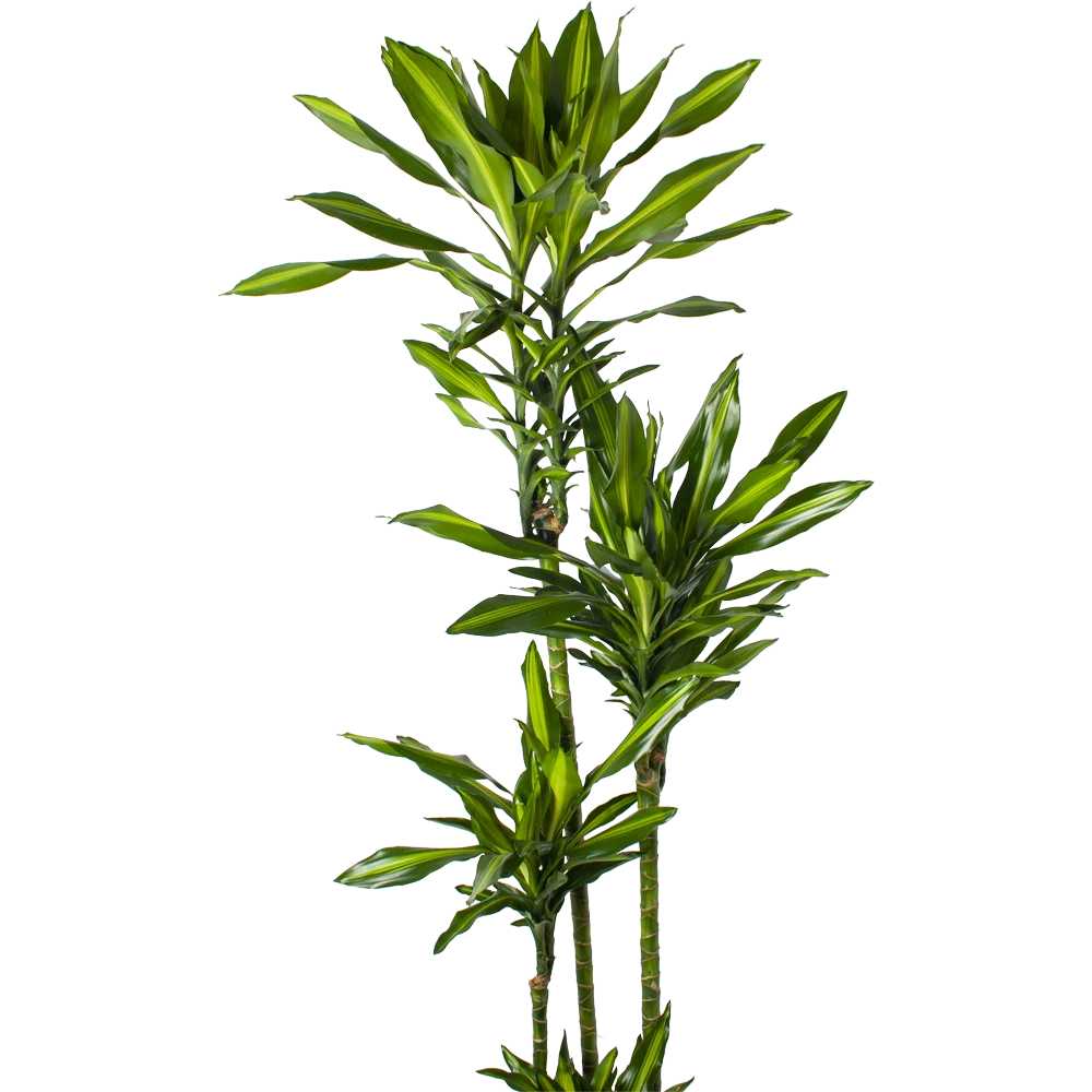 Dracaena Cintho - Op Stam - Drakenbloedboom - P27 H190 - Kamerplant 4 Dracaena Cintho - Op Stam - Drakenbloedboom - P27 H190 - Kamerplant - Image 2