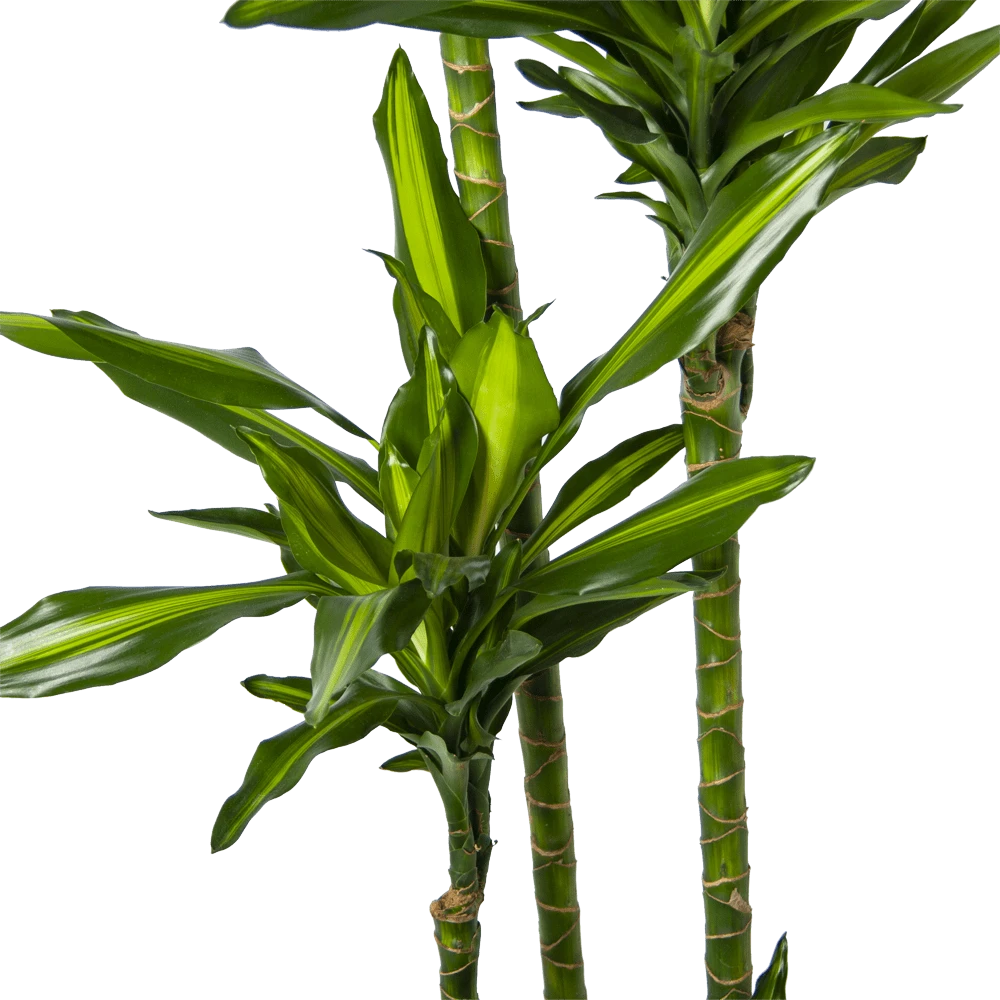 Dracaena Cintho - Op Stam - Drakenbloedboom - P27 H190 - Kamerplant 5 Dracaena Cintho - Op Stam - Drakenbloedboom - P27 H190 - Kamerplant - Image 3