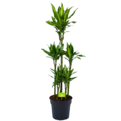Dracaena Cintho - Op Stam - Drakenbloedboom - P31 H150 - Kamerplant