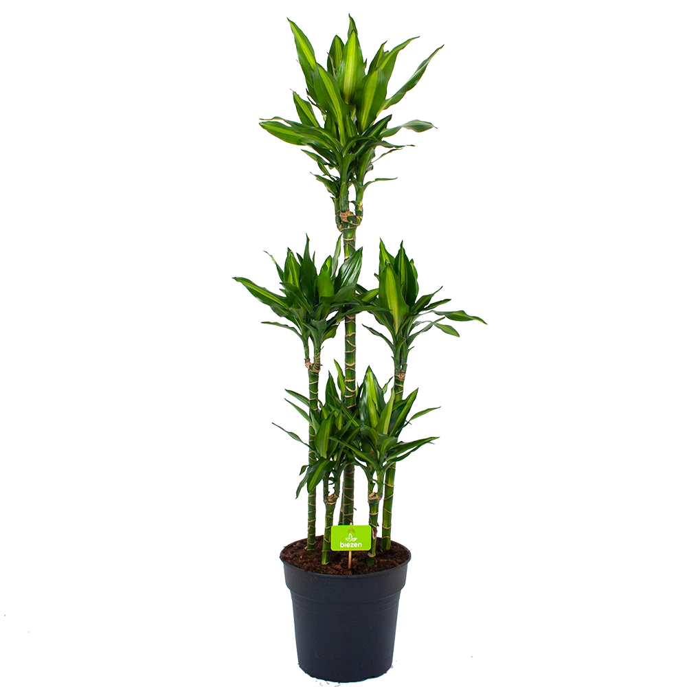 Dracaena Cintho - Op Stam - Drakenbloedboom - P31 H150 - Kamerplant 3 Dracaena Cintho - Op Stam - Drakenbloedboom - P31 H150 - Kamerplant