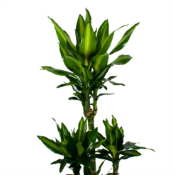 Dracaena Cintho - Op Stam - Drakenbloedboom - P31 H150 - Kamerplant 7 Dracaena Cintho - Op Stam - Drakenbloedboom - P31 H150 - Kamerplant -uinbenodigdheden Verkoop 2024 dracaena cintho op stam drakenbloedboom p31 h150 5 1