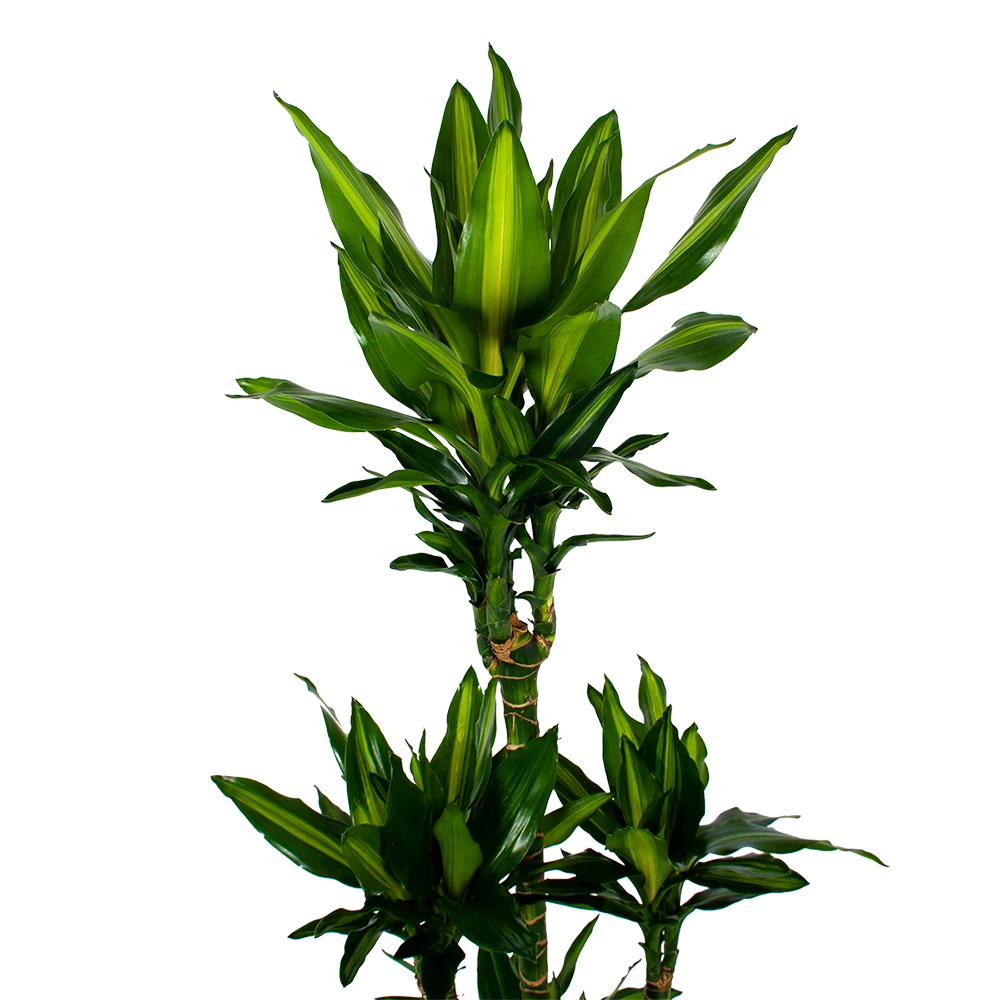 Dracaena Cintho - Op Stam - Drakenbloedboom - P31 H150 - Kamerplant 4 Dracaena Cintho - Op Stam - Drakenbloedboom - P31 H150 - Kamerplant - Image 2