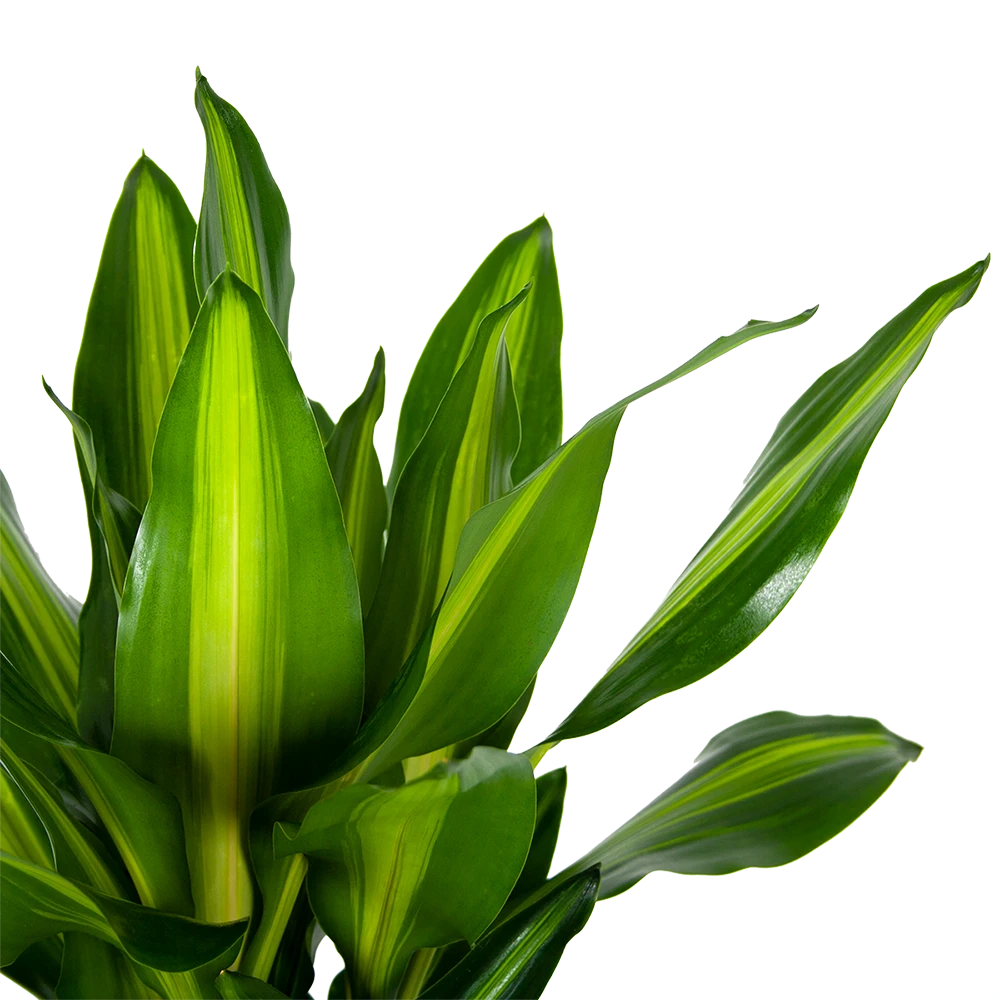 Dracaena Cintho - Op Stam - Drakenbloedboom - P31 H150 - Kamerplant 5 Dracaena Cintho - Op Stam - Drakenbloedboom - P31 H150 - Kamerplant - Image 3