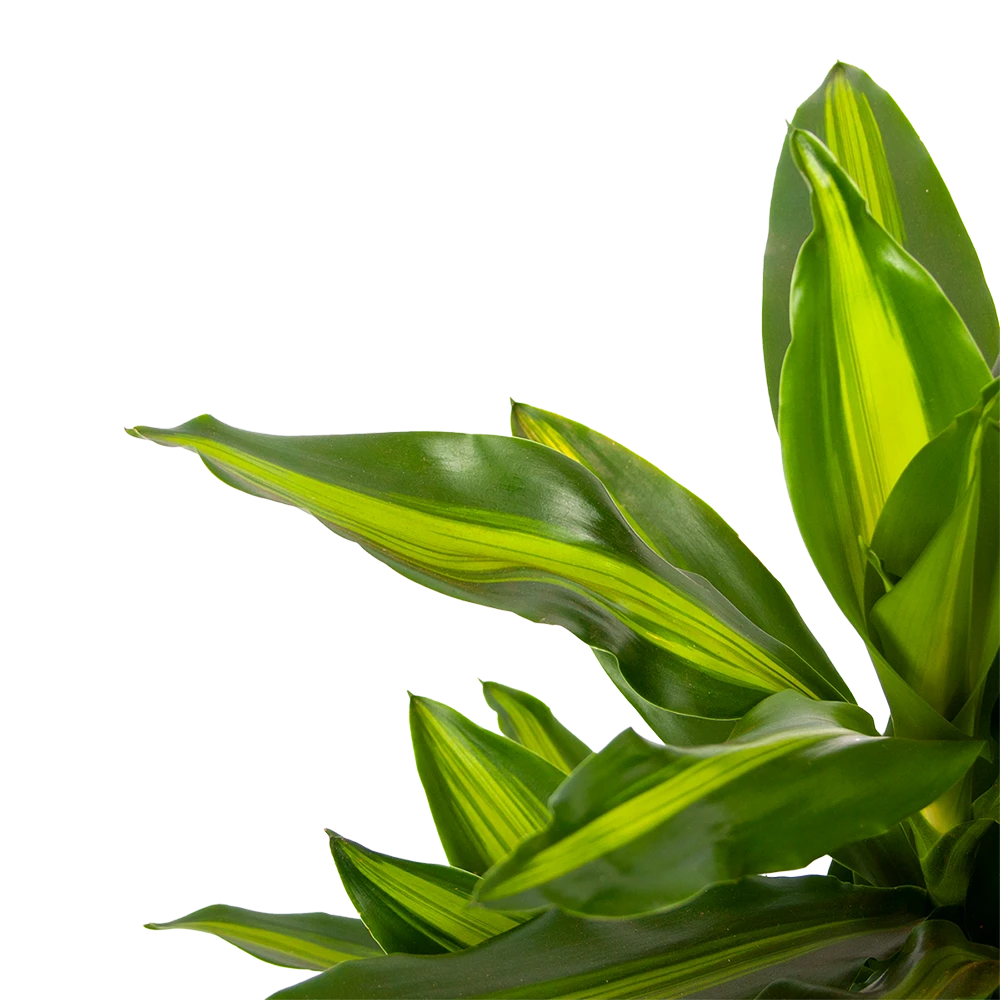 Dracaena Cintho - Vertakt - Drakenbloedboom - P21 H70 - Kamerplant 4 Dracaena Cintho - Vertakt - Drakenbloedboom - P21 H70 - Kamerplant - Image 2