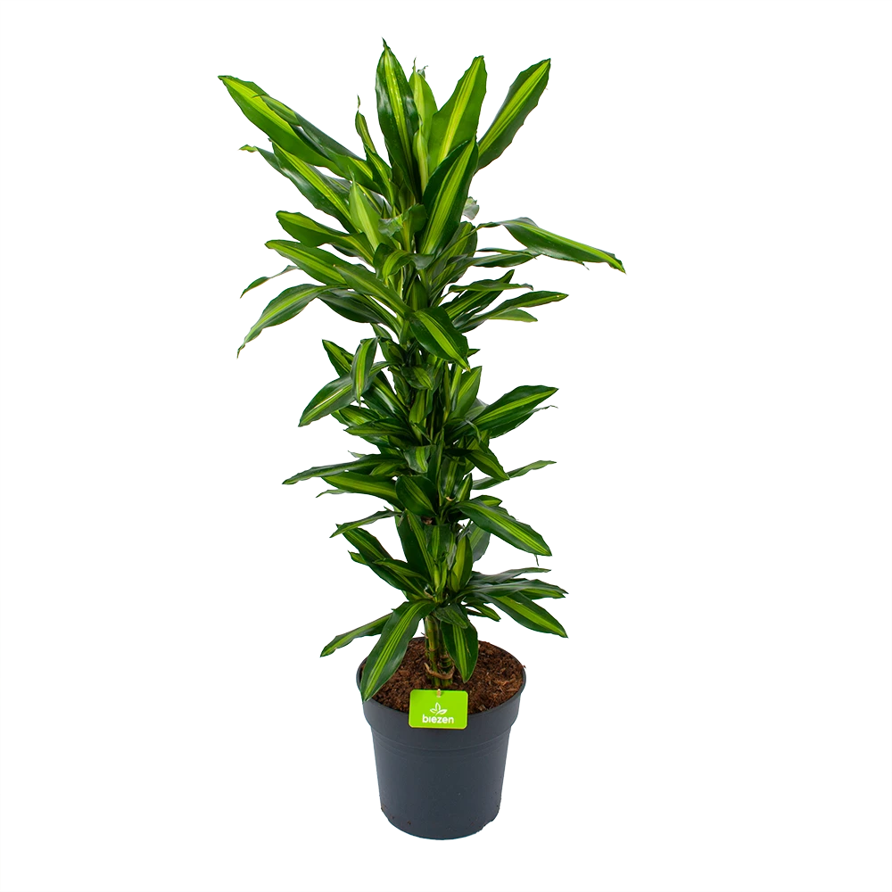 Dracaena Cintho - Vertakt - Drakenbloedboom - P27 H120 - Kamerplant 3 Dracaena Cintho - Vertakt - Drakenbloedboom - P27 H120 - Kamerplant