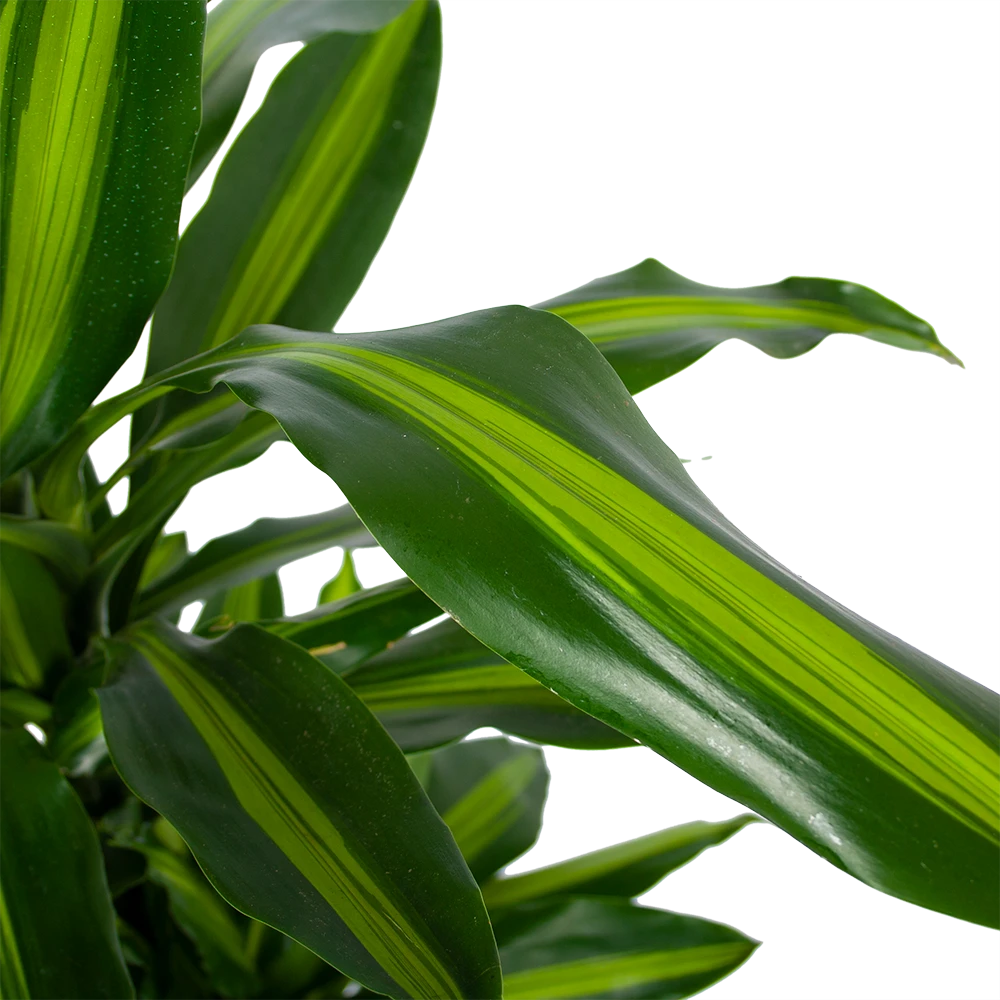Dracaena Cintho - Vertakt - Drakenbloedboom - P27 H120 - Kamerplant 4 Dracaena Cintho - Vertakt - Drakenbloedboom - P27 H120 - Kamerplant - Image 2
