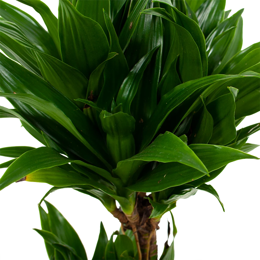 Dracaena Compacta - Op Stam - Drakenbloedboom - P17 H55 - Kamerplant 4 Dracaena Compacta - Op Stam - Drakenbloedboom - P17 H55 - Kamerplant - Image 2
