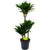 Dracaena Compacta - Op Stam - Drakenbloedboom - P21 H100 - Kamerplant 1 Dracaena Compacta - Op Stam - Drakenbloedboom - P21 H100 - Kamerplant -uinbenodigdheden Verkoop 2024 dracaena compacta op stam drakenbloedboom p21 h100 1