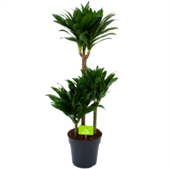 Dracaena Compacta - Op Stam - Drakenbloedboom - P21 H100 - Kamerplant