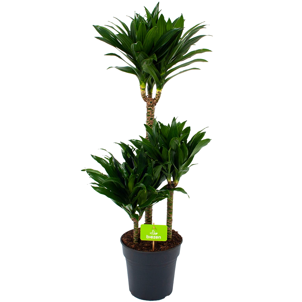 Dracaena Compacta - Op Stam - Drakenbloedboom - P21 H100 - Kamerplant 3 Dracaena Compacta - Op Stam - Drakenbloedboom - P21 H100 - Kamerplant