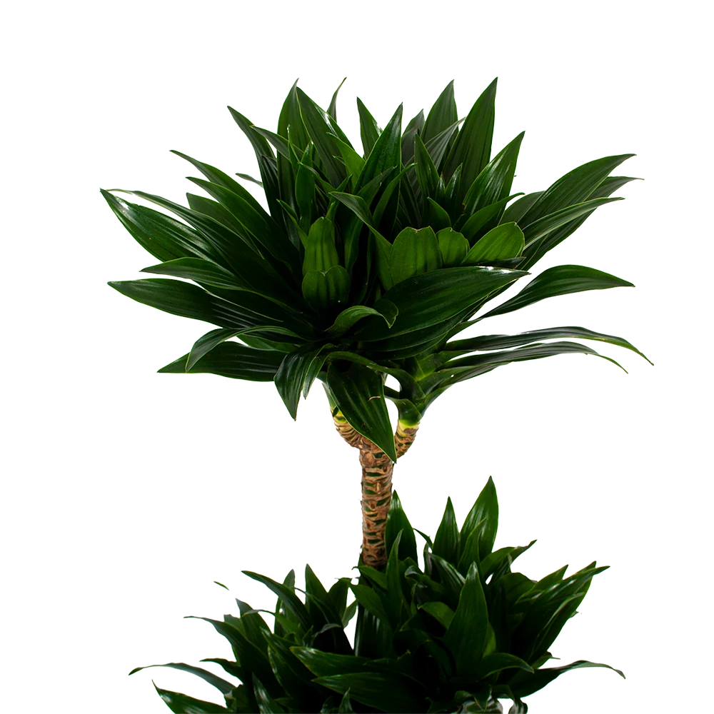 Dracaena Compacta - Op Stam - Drakenbloedboom - P21 H100 - Kamerplant 4 Dracaena Compacta - Op Stam - Drakenbloedboom - P21 H100 - Kamerplant - Image 2
