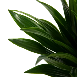 Dracaena Compacta - Op Stam - Drakenbloedboom - P21 H100 - Kamerplant 8 Dracaena Compacta - Op Stam - Drakenbloedboom - P21 H100 - Kamerplant -uinbenodigdheden Verkoop 2024 dracaena compacta op stam drakenbloedboom p21 h100 6