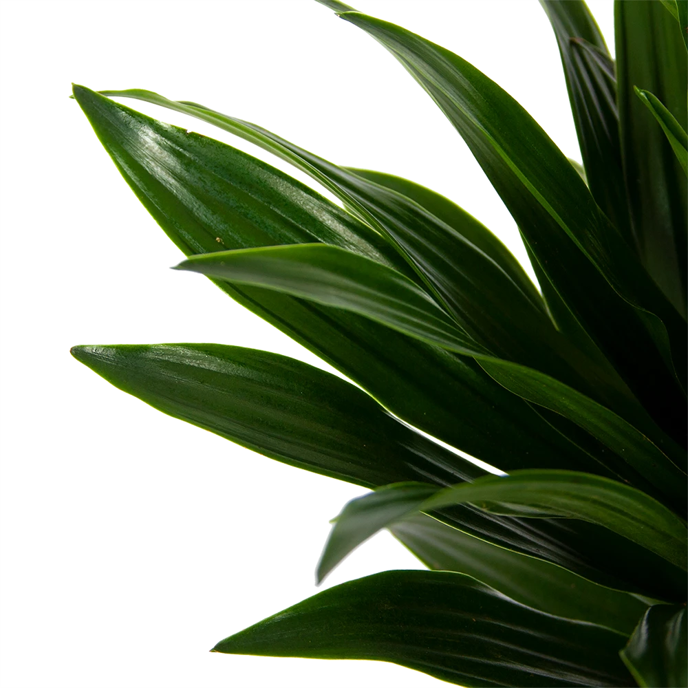 Dracaena Compacta - Op Stam - Drakenbloedboom - P21 H100 - Kamerplant 5 Dracaena Compacta - Op Stam - Drakenbloedboom - P21 H100 - Kamerplant - Image 3
