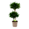 Dracaena Compacta - Op Stam - Drakenbloedboom - P21 H80 - Kamerplant 2 Dracaena Compacta - Op Stam - Drakenbloedboom - P21 H80 - Kamerplant -uinbenodigdheden Verkoop 2024 dracaena compacta op stam drakenbloedboom p21 h80 1 2
