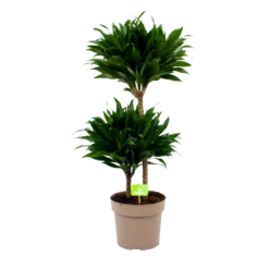 Dracaena Compacta - Op Stam - Drakenbloedboom - P21 H80 - Kamerplant