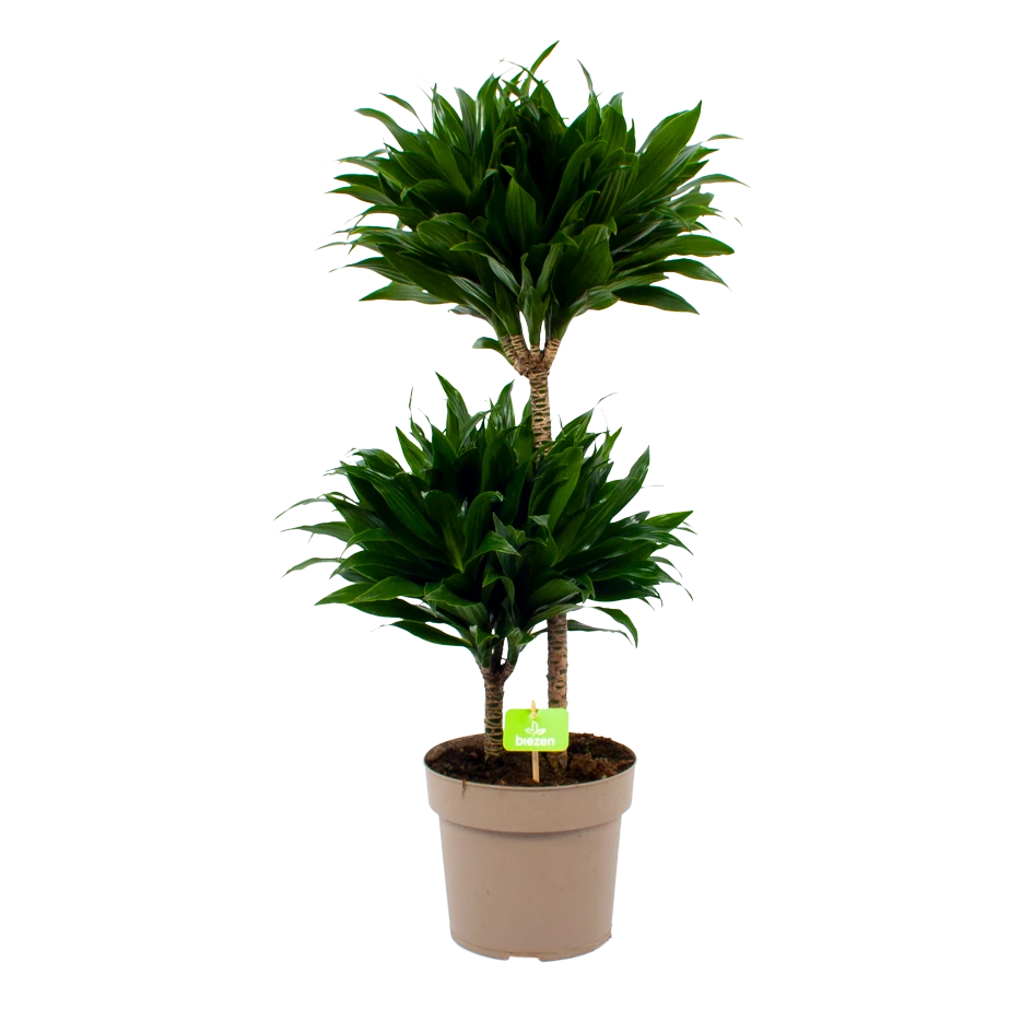 Dracaena Compacta - Op Stam - Drakenbloedboom - P21 H80 - Kamerplant 3 Dracaena Compacta - Op Stam - Drakenbloedboom - P21 H80 - Kamerplant